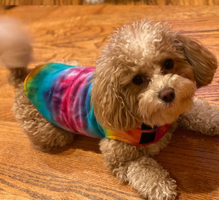 TIE DYE is all the rage and who looks cuter in it than our pups??!! 🐶