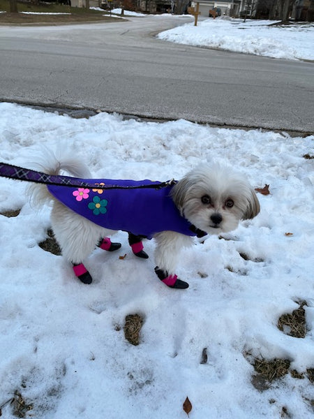 Canine Comfy Winter Special