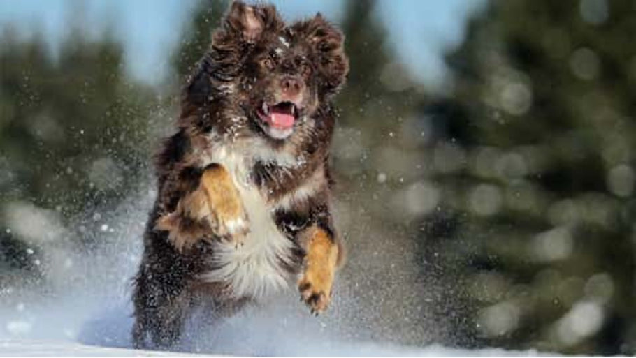 A Guide for Keeping Your Pets Safe in Winter