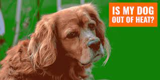 What To Know About Dogs in Heat