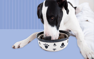 Ever wonder what to feed your pup to keep them happy and healthy? 