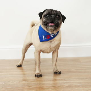 Dog wearing canine comfy love bandana
