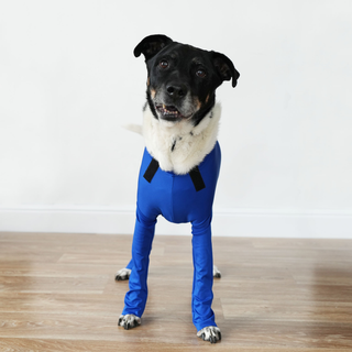 Canine Comfy dog suit