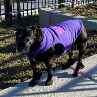 Personalized Dog Suits, Vests and Bandanas