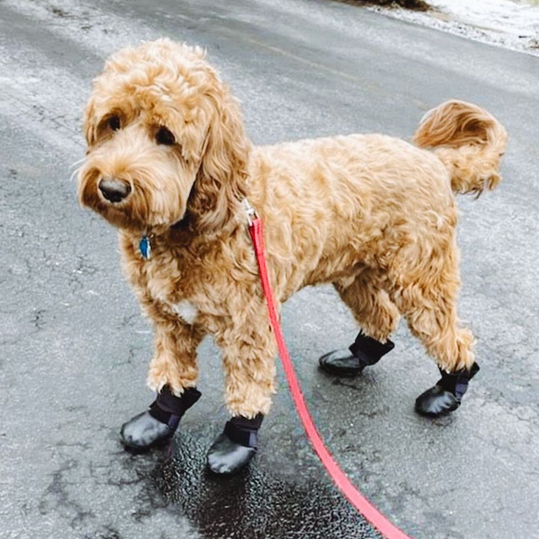 Goldendoodle boots outlet