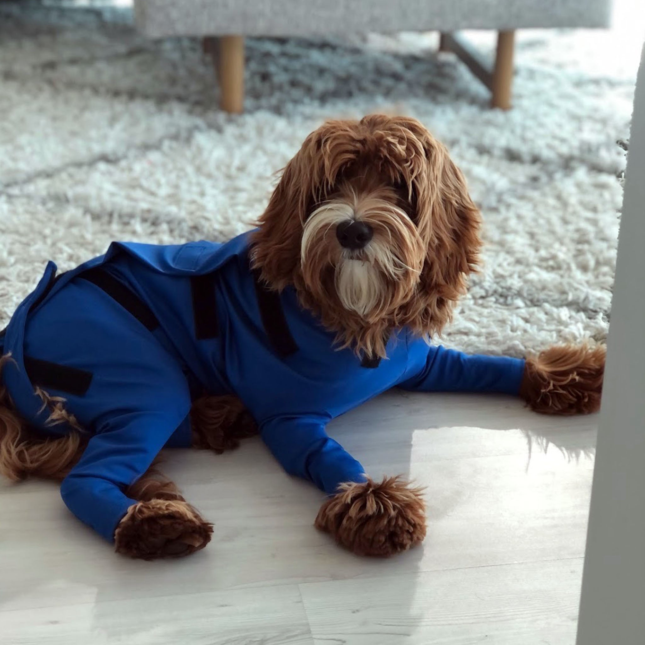 Waterproof dog discount suit