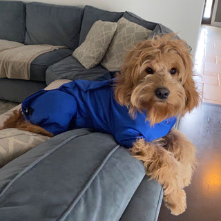 Male Neuter/Full Coverage Suit with Movable Potty Flap