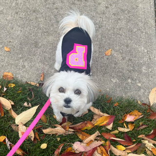 Personalized Dog Suits, Vests and Bandanas