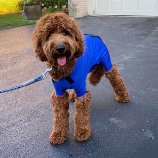 Male Neuter/Full Coverage Suit with Movable Potty Flap