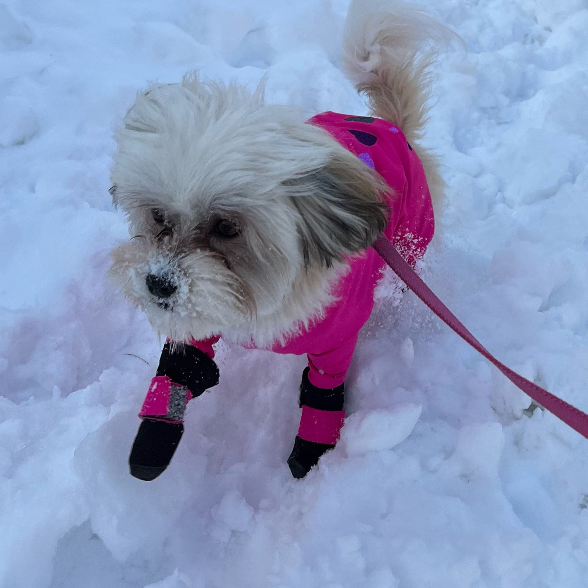 Dog Walking Dogs Wearing Boots For The First Time Dogs Wearing