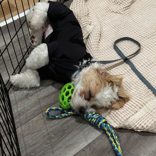 Male Neuter/Full Coverage Suit with Movable Potty Flap