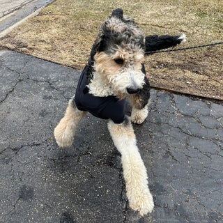 Male Neuter/Full Coverage Suit with Movable Potty Flap