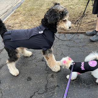Male Neuter/Full Coverage Suit with Movable Potty Flap