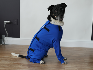 Male Neuter/Full Coverage Suit with Movable Potty Flap