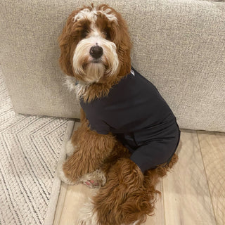 Male Neuter/Full Coverage Suit with Movable Potty Flap
