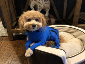 Canine Comfy, protective dog clothing including dog bodysuit and dog booties, the comfy alternative to the cone of shame