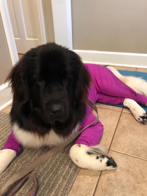 Canine Comfy, protective dog clothing including dog bodysuit and dog booties, the comfy alternative to the cone of shame