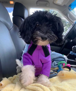 Canine Comfy, protective dog clothing including dog bodysuit and dog booties, the comfy alternative to the cone of shame