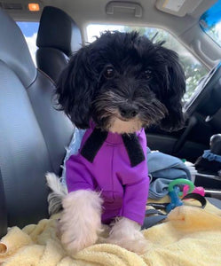 All Pups Athletic Suit (starting at $44.99)