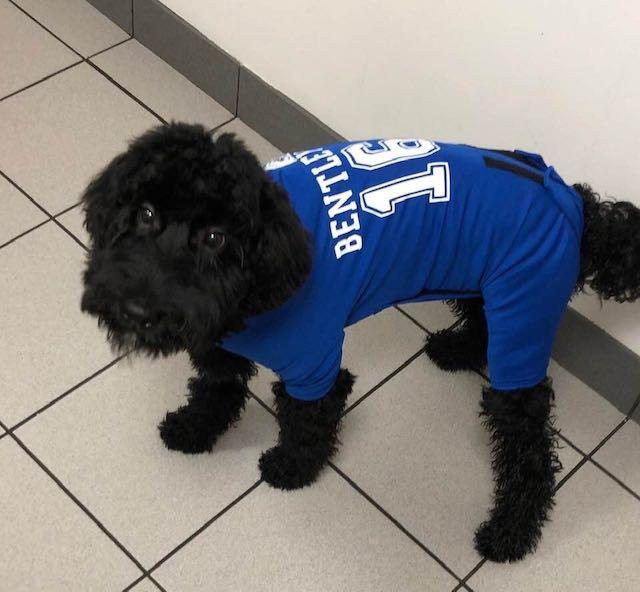 lions dog jersey