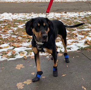 Canine Comfy, protective dog clothing including dog bodysuit and dog booties, the comfy alternative to the cone of shame