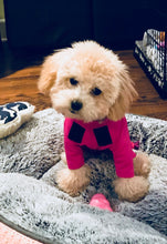 Load image into Gallery viewer, Canine Comfy, protective dog clothing including dog bodysuit and dog booties, the comfy alternative to the cone of shame