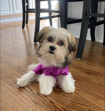 Load image into Gallery viewer, Canine Comfy Original Dog Suit (starting at $44.99)